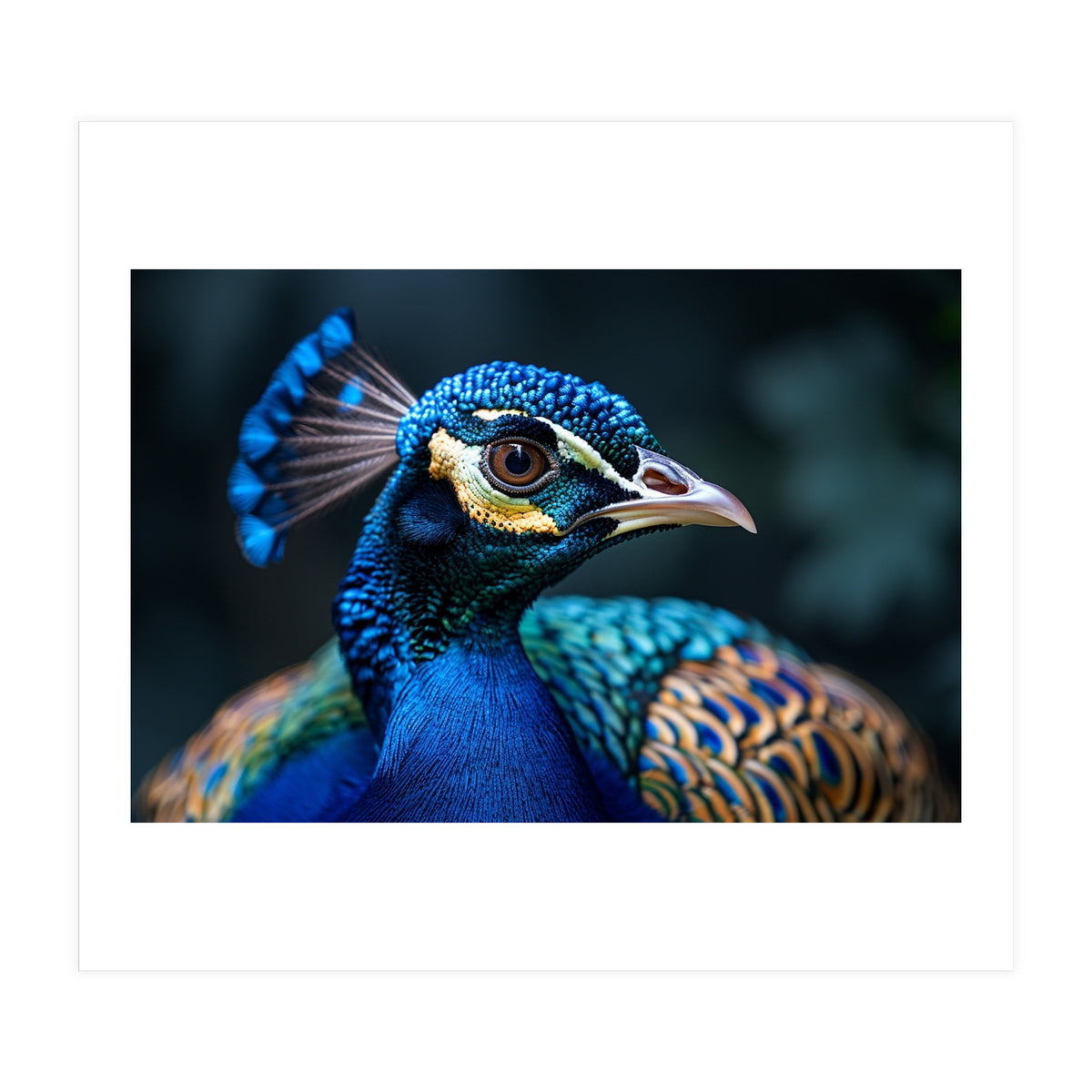 Peacock Head Close Up Majestic Blue Bird (Print Only)