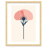 Pink Half Poppy thumbnail