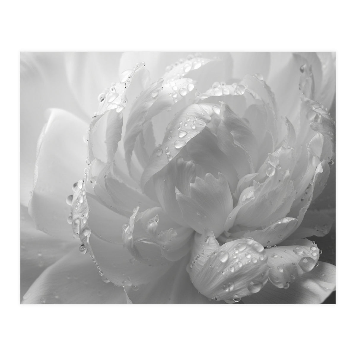 Ethereal Monochromatic Peony Petal Macro (Print Only)