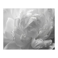 Ethereal Monochromatic Peony Petal Macro (Print Only)