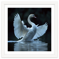 Majestic White Swan Spreading Wings On Water