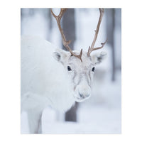 White Reindeer (Print Only)