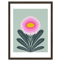 Chrysanthemum - turquoise and pink