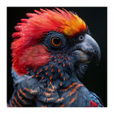 Black Palm Cockatoo Bird Close Up  (Print Only) thumbnail