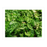 Green Arrow Head Plant Leaves (Print Only) thumbnail