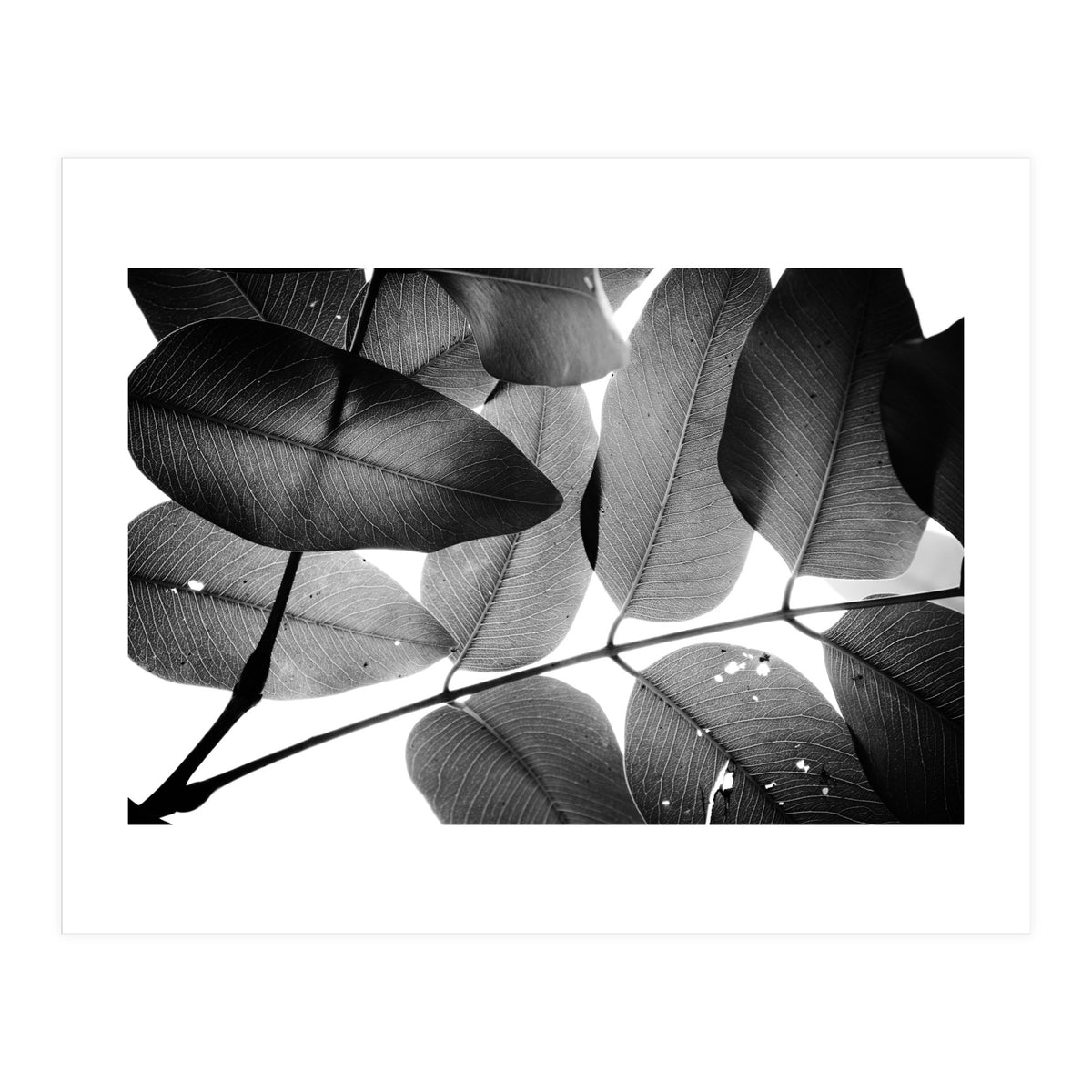 Branches and Leaves, 2016, 3 (Print Only)