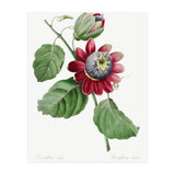 Pierre-Joseph Redouté & Henry Joseph Redouté – Passiflore Ailée (1827) (Print Only) thumbnail