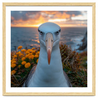 Albatross Bird With Intense Gaze By The Sea