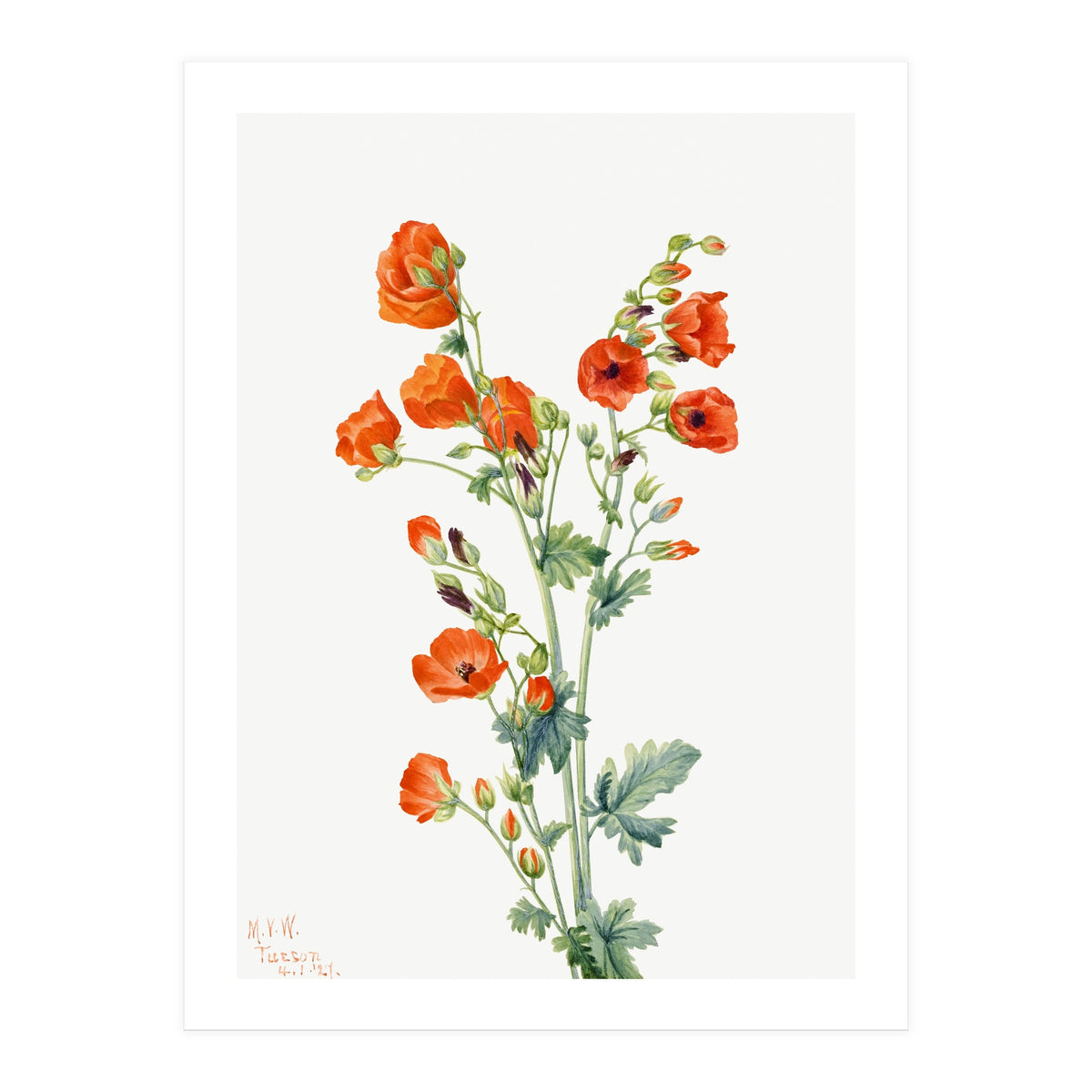 Mary Vaux Walcott – Scarlet Globe Mallow (Sphaeralcea grossulariaefolia) (1927) (Print Only)