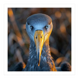 Great Blue Heron Closeup Dramatic Portrait (Print Only) thumbnail