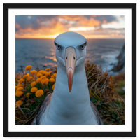 Albatross Bird With Intense Gaze By The Sea
