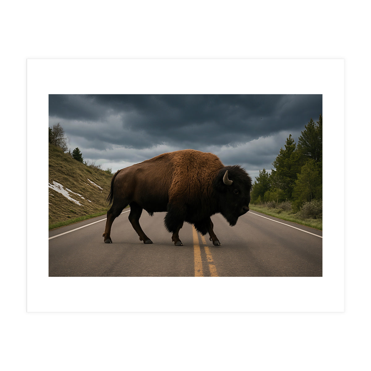 Bison on the Road , Yellowstone Wildlife Photography (Print Only)