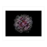 Backyard Flowers No 118 Color Version (Print Only) thumbnail
