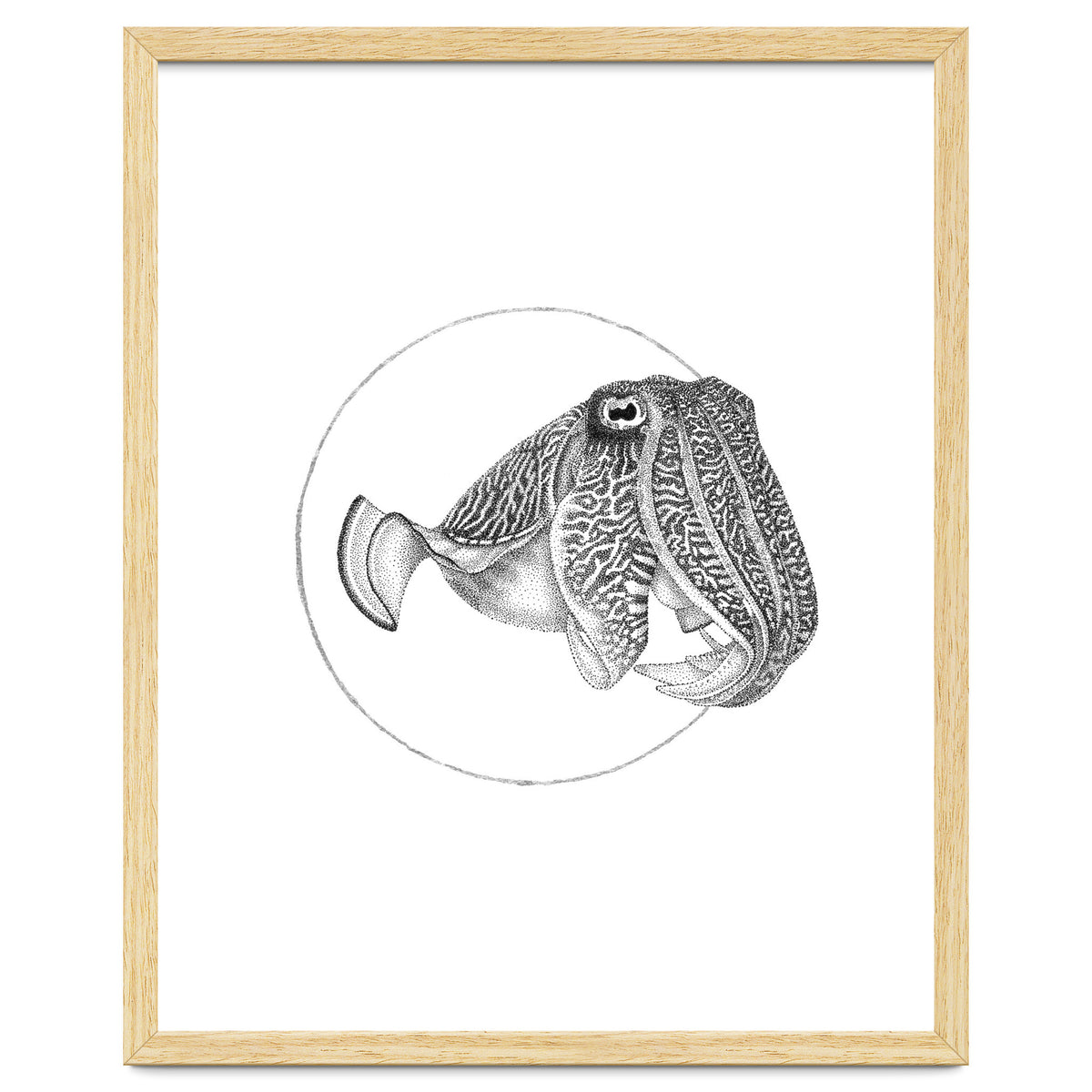 The Fascinating Cuttlefish