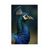 Peacock Portrait Photography (Print Only) thumbnail
