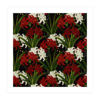 Red and White Spider Lily Flower Print Elegant Botanical Japanese Inspired Floral Artwork (Print Only)