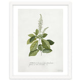 Georg Dionysius Ehret – Cinnamomum Illustration (1708–1770) thumbnail