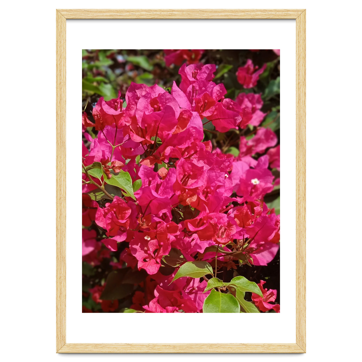 Pink Bougainvillea Flowers