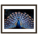 Close Up Peacock Showing Its Beautiful Feathers thumbnail