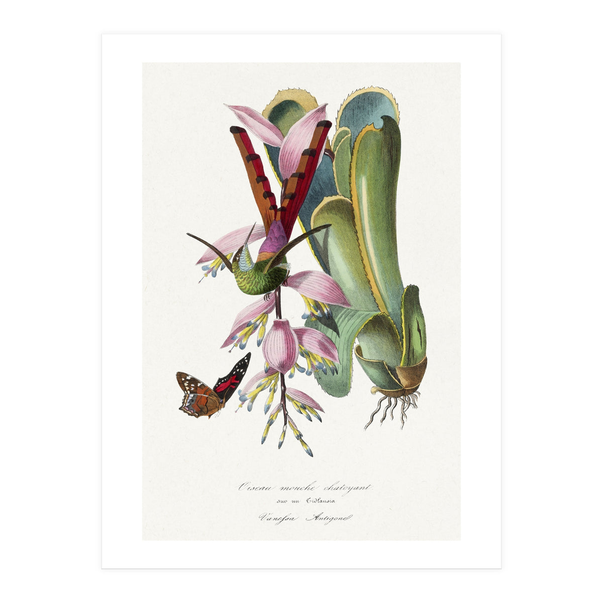 Paul Gervais – Hummingbird Painting (1842) (Print Only)