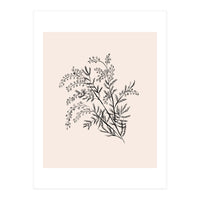 Acacia Botanical illustration (Print Only)