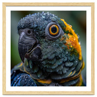 Close Up Of A Wet Macaw Parrot Head