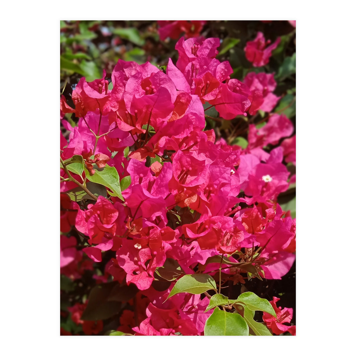 Pink Bougainvillea Flowers (Print Only)