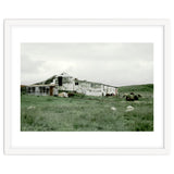 Sheep with a farmhouse - Iceland thumbnail