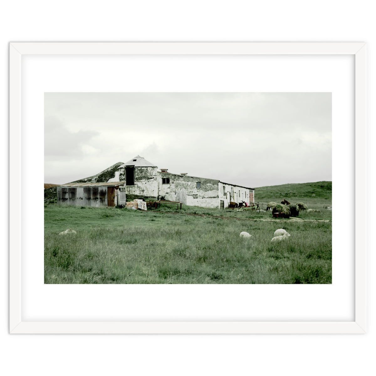 Sheep with a farmhouse - Iceland