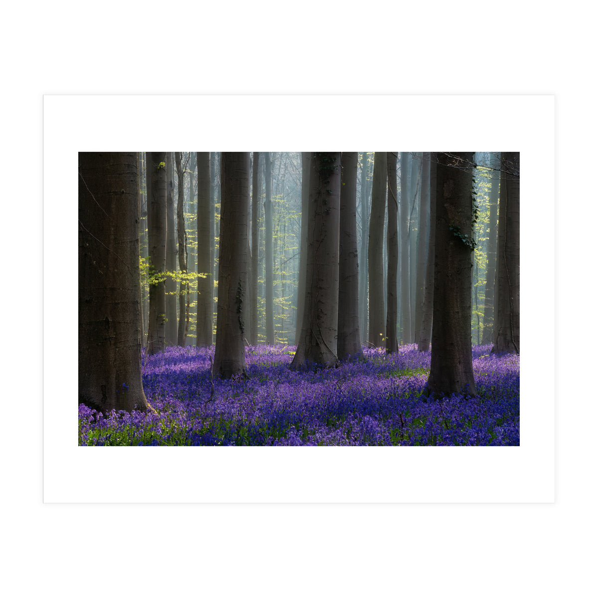 Bluebell forest (Print Only)