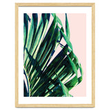 Palm V2 thumbnail