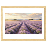 Provençal Sunset: Lavender Field Landscape thumbnail