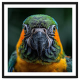 Blue And Gold Macaw Face Focused Portrait thumbnail