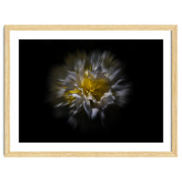 Backyard Flowers No 25 Color Flow Version