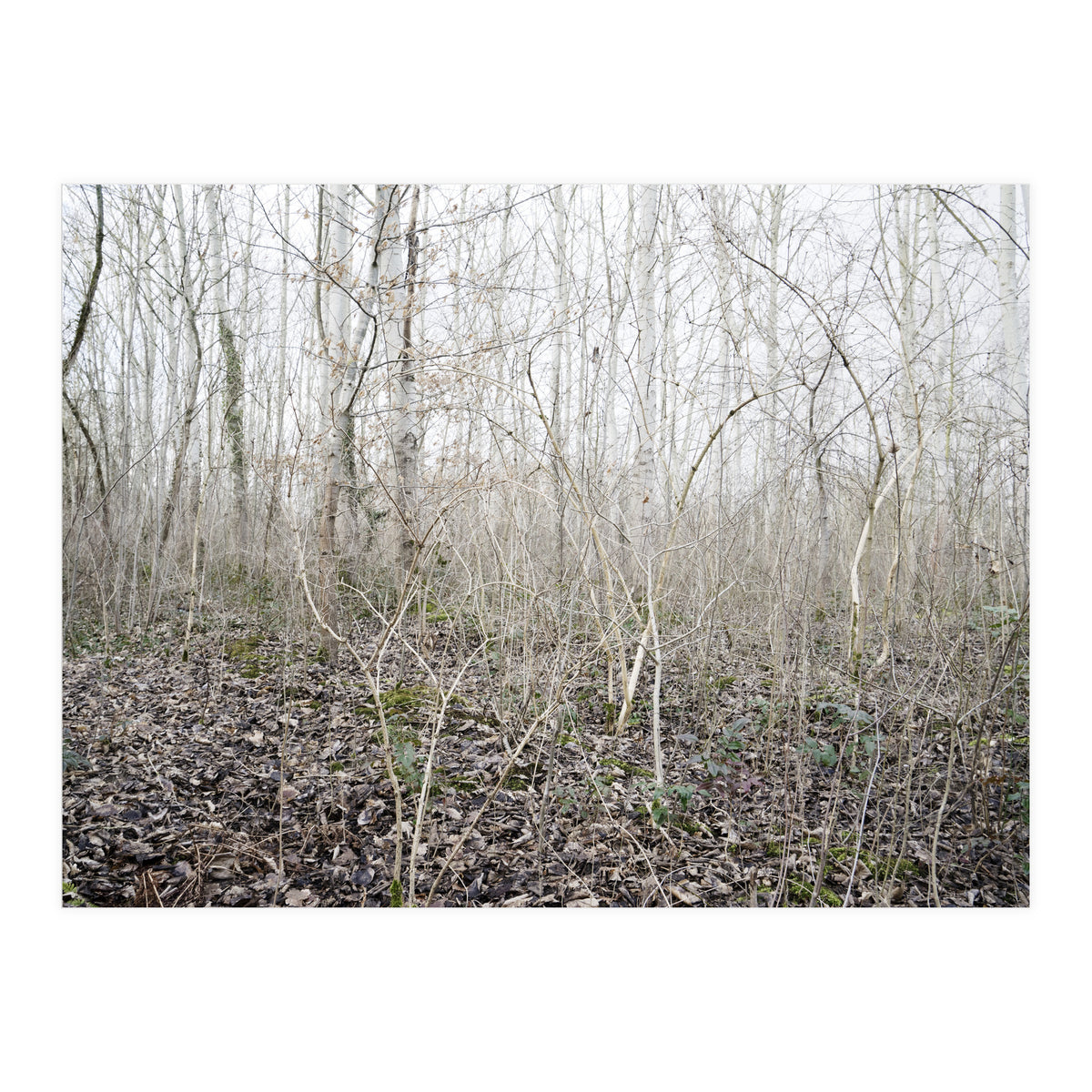 Lost in the birch forest (Print Only)