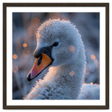 Close Up Frosty Swan Head During Golden Hour thumbnail