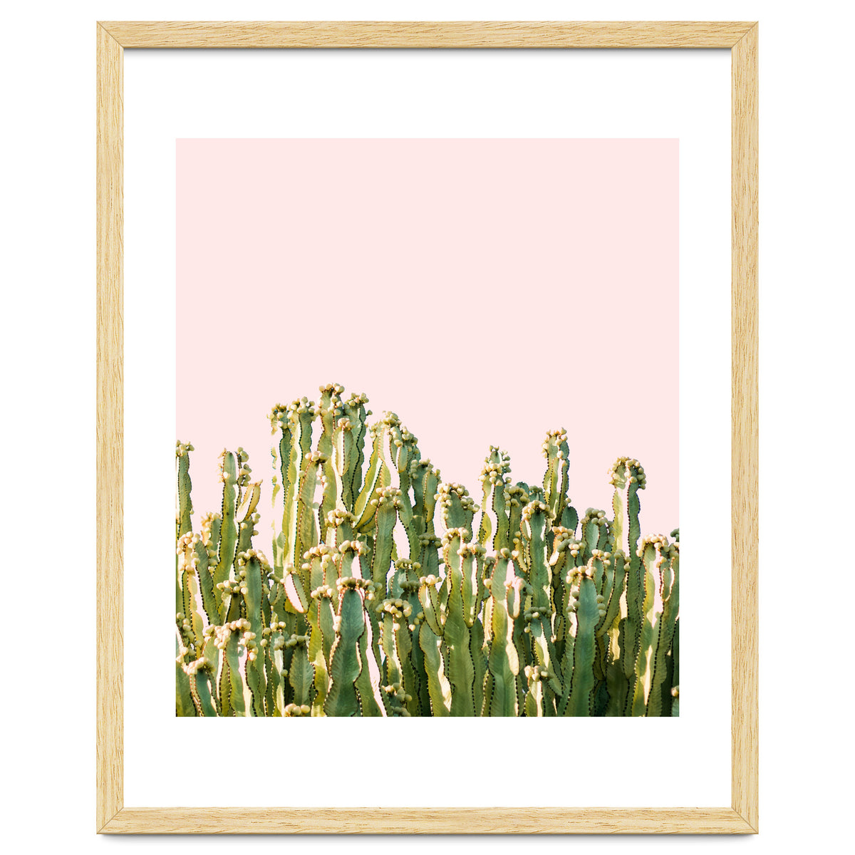 Cactus Blush #society6 #decor #buyart