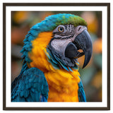 Blue And Yellow Macaw Parrot Close Up Portrait thumbnail