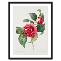 Pierre-Joseph Redouté – Finest Flowers and Fruits (1833)