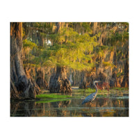 Heron in the swamps (Print Only)