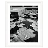 Lotus Pond | Black & White Portrait thumbnail
