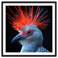Secretary Bird