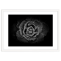 Backyard Flowers In Black And White No 101