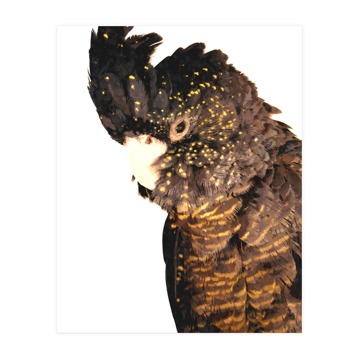 Black Cockatoo  (Print Only)