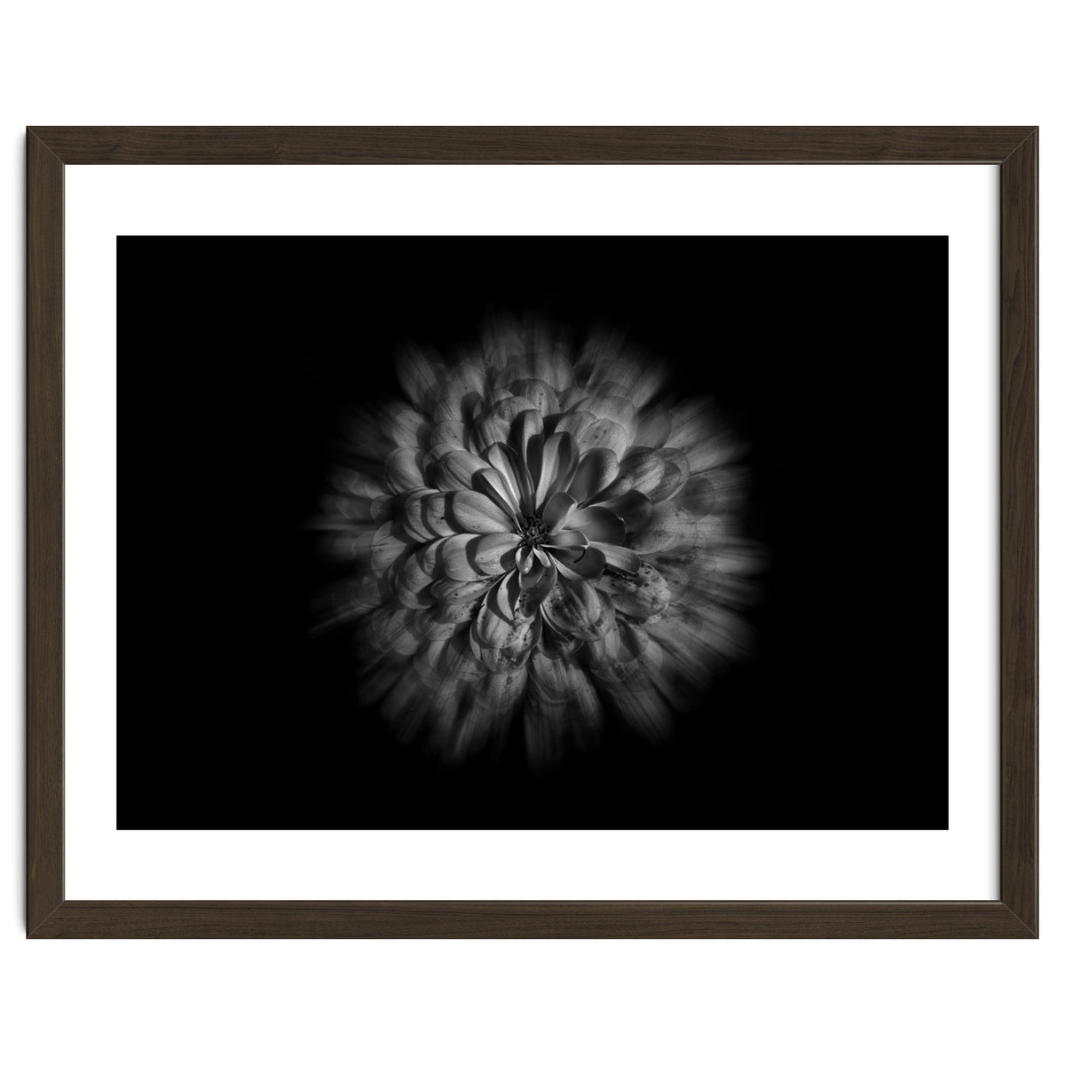 Backyard Flowers In Black And White No 48 Flow Version