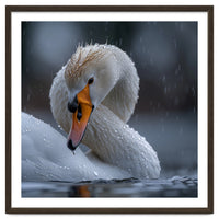 White Swan Bird With Water Droplets In Rain