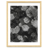 Hydrangeas | Black & White Portrait thumbnail