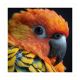 Close Up Of A Sun Conure Parrot's Head (Print Only) thumbnail