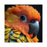 Close Up Of A Sun Conure Parrot's Head (Print Only)