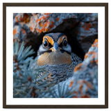 Close Up Falcon Eye Detail In Nest thumbnail
